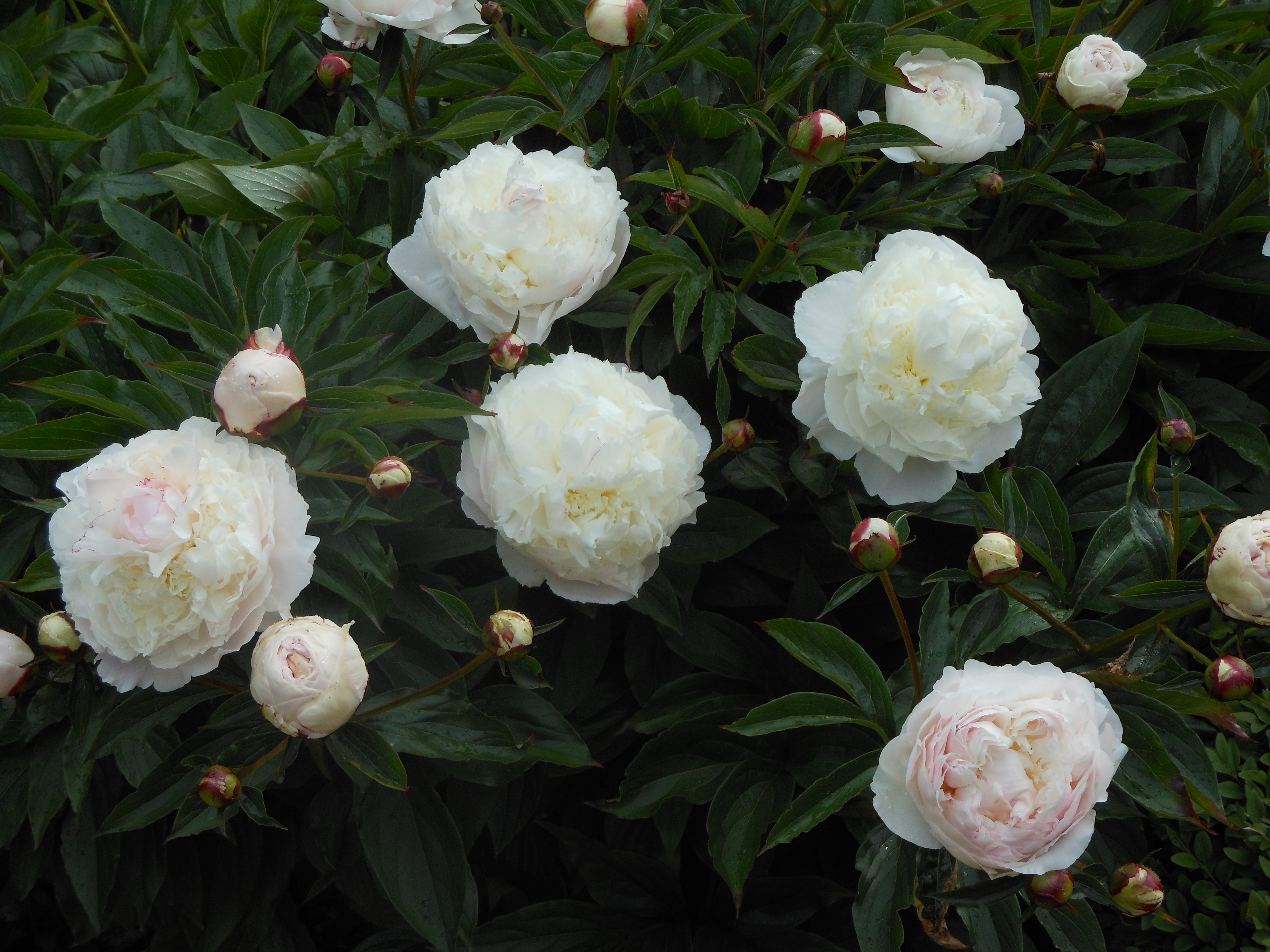 Well Dressings Bakewell